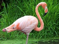 Flamand rose - 15.5 ko Flamand rose - 15.5 ko